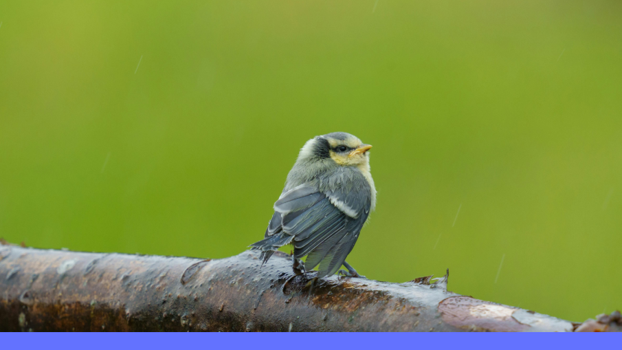vogeltje