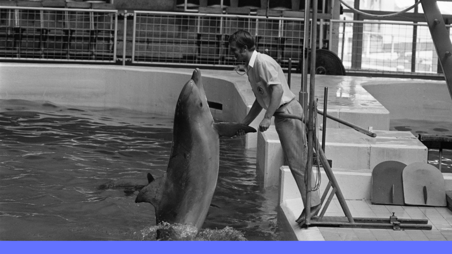 Anefo-foto uit de beginjaren van Het Dolfinarium