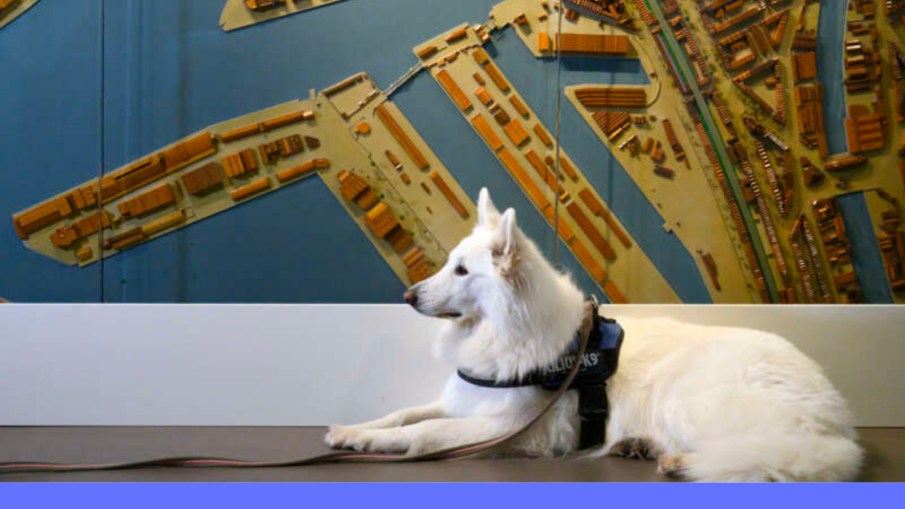 hond in museum Rotterdam