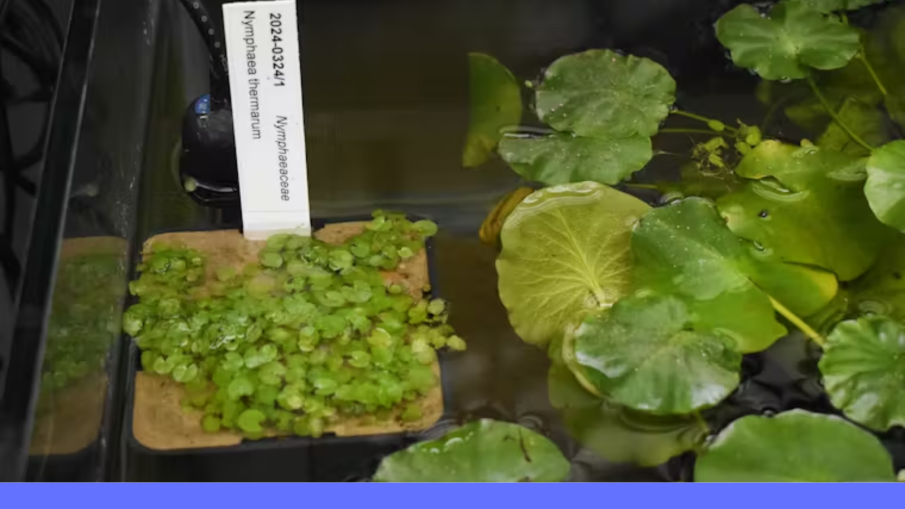 Nymphaea thermarum