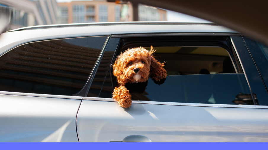 auto met hondje erin