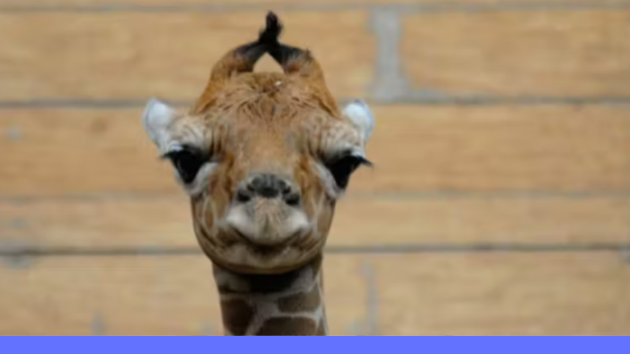 girafje