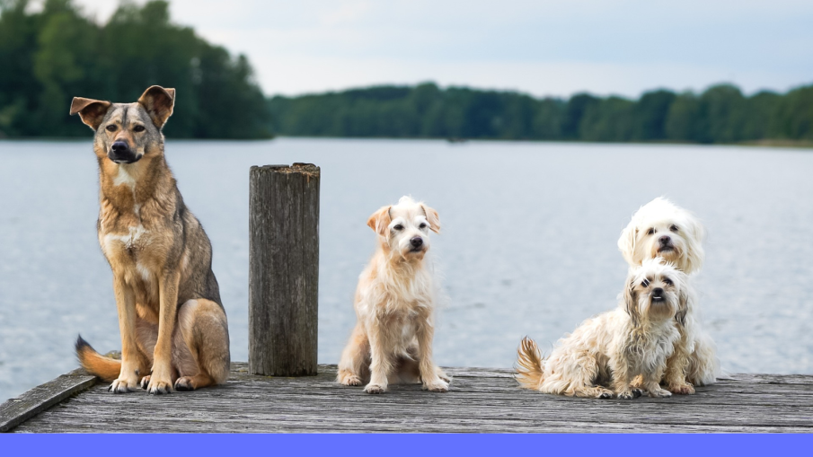 hondjes op aanlegsteiger meer