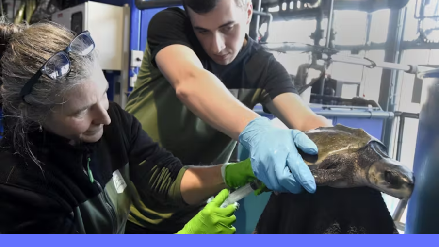dikkop schildpad