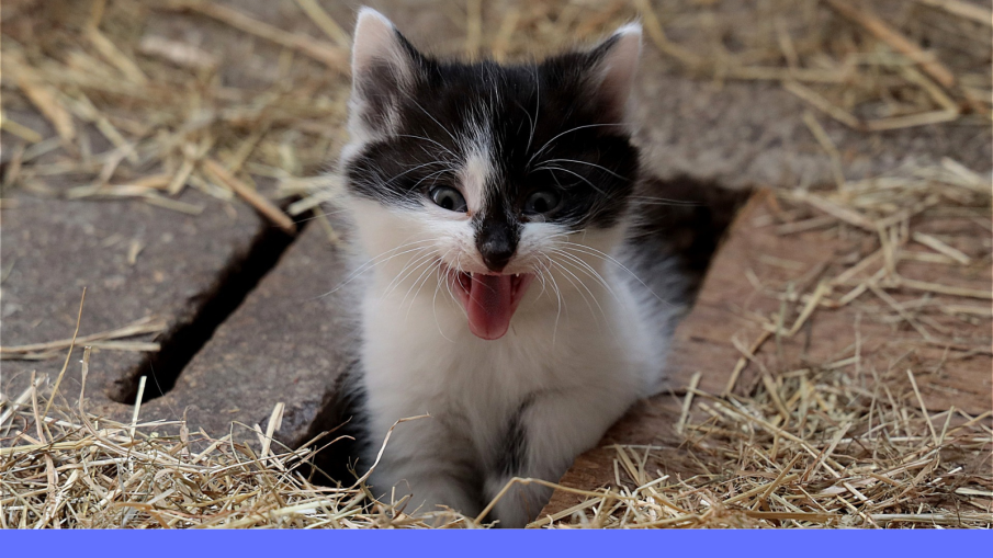 kleine poes