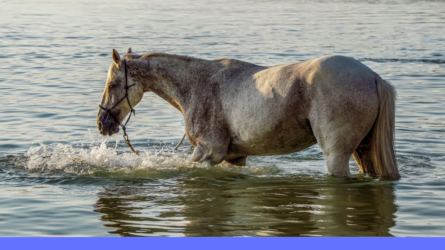 paard in het water