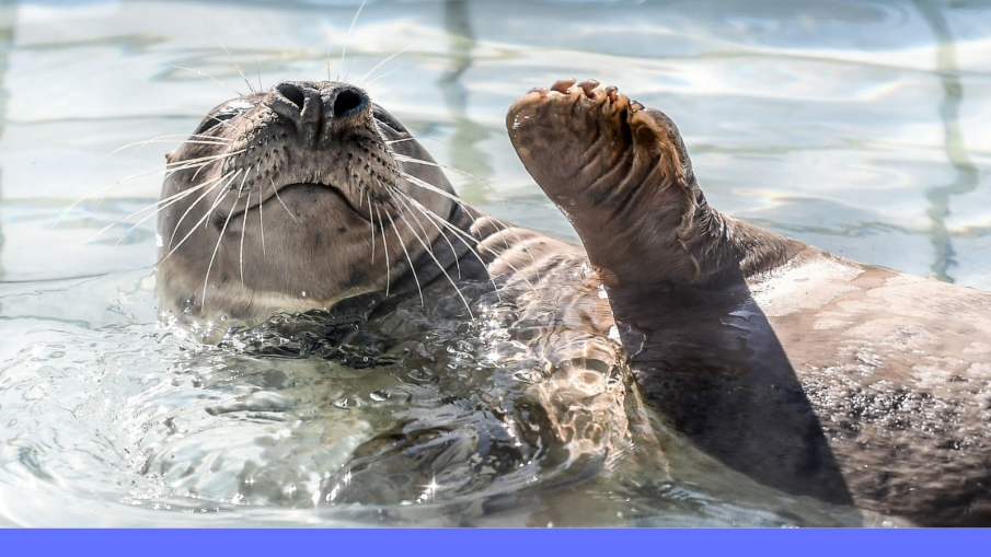 zeehond.