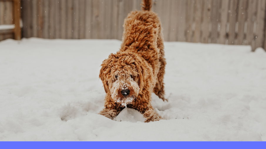 hond in sneeuw