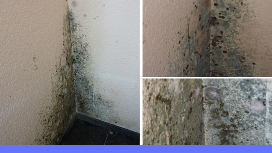 schimmel in huis