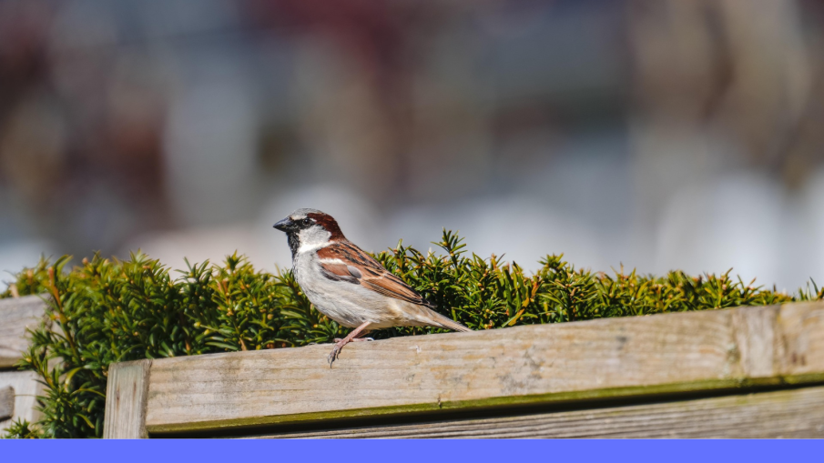 vogeltje in tuin
