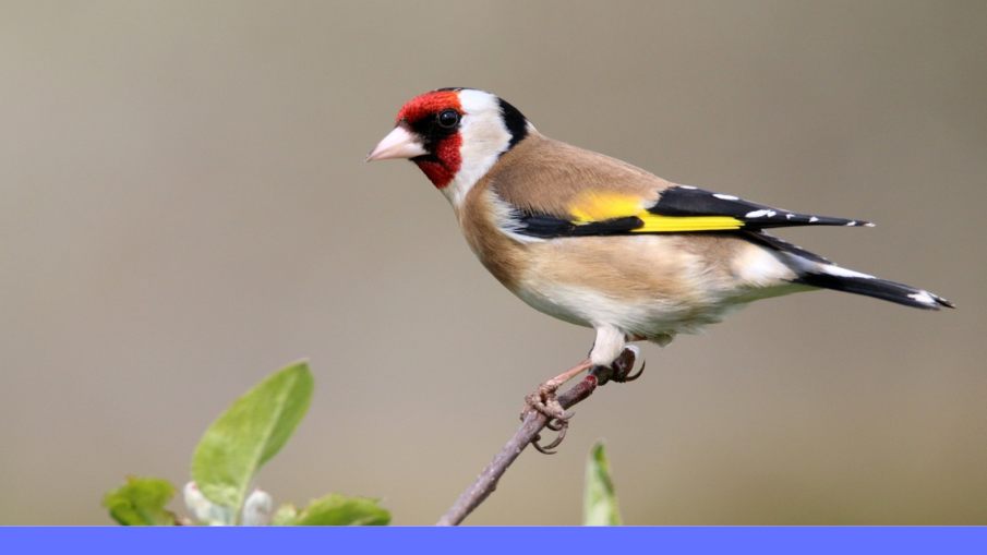 Vink