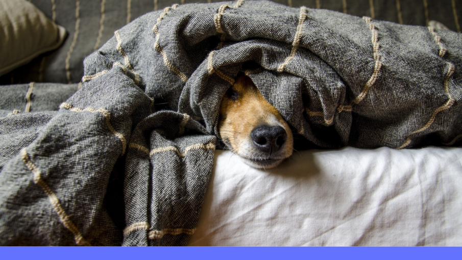 hond onder deken.