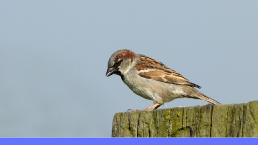 huismus