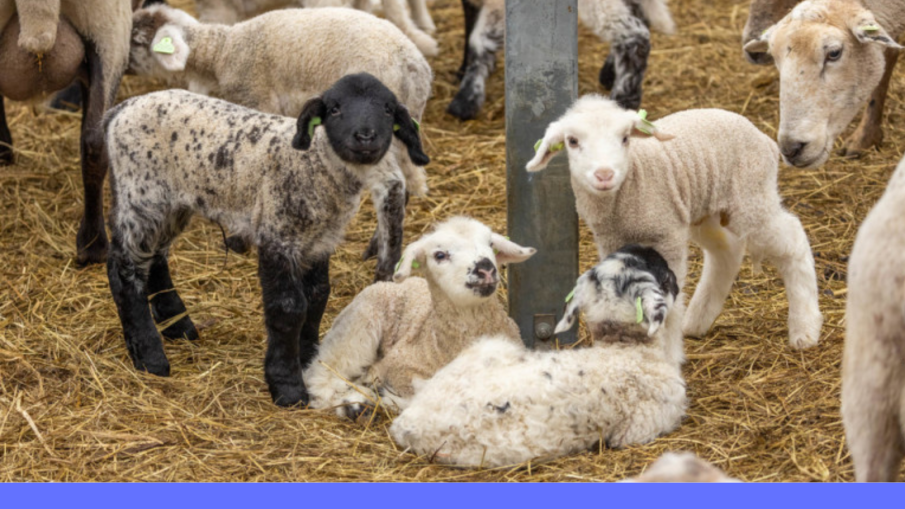 lammetjes