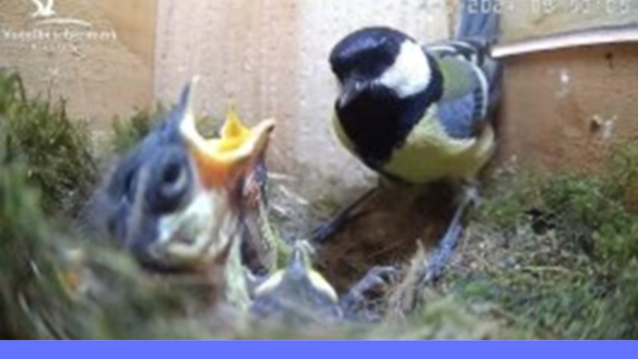 nestcamera