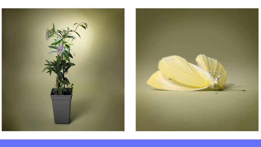 plant en vlinder