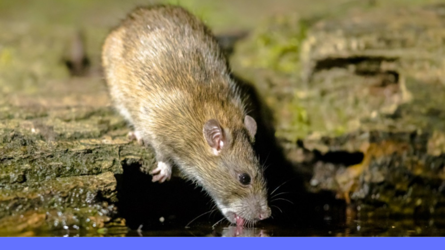 rat