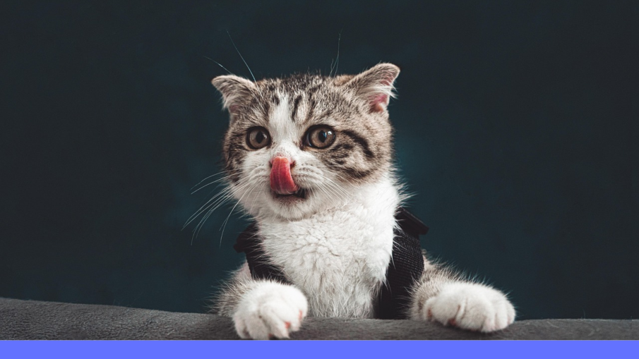 kitten