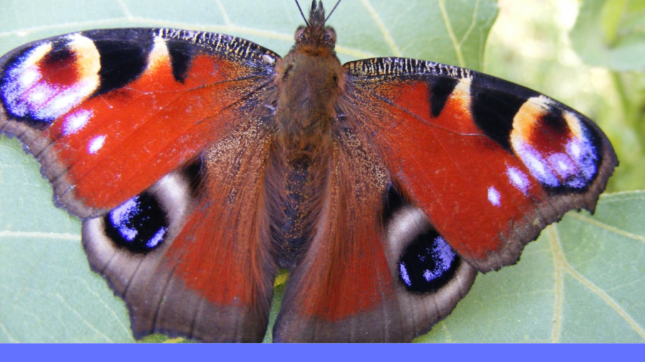 blauwoog vlinder