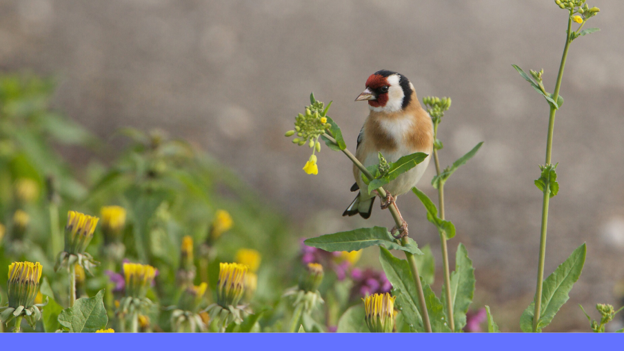 vogeltje