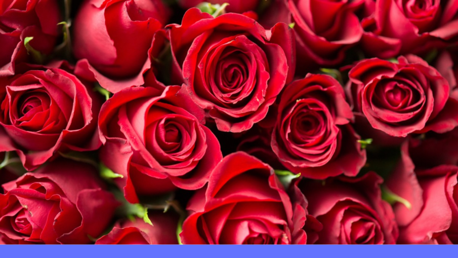 Rozen