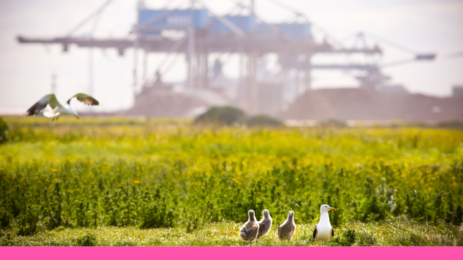 haven en natuur voor Interview